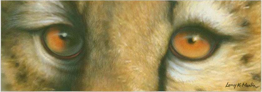 Amber Eyes- Cheetah by Larry K Martin