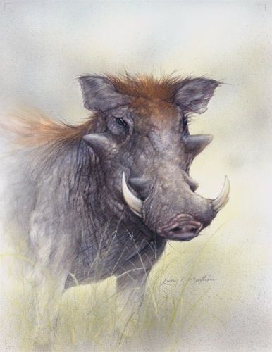 warthog portrait by American wildlife artist Larry K. Martin