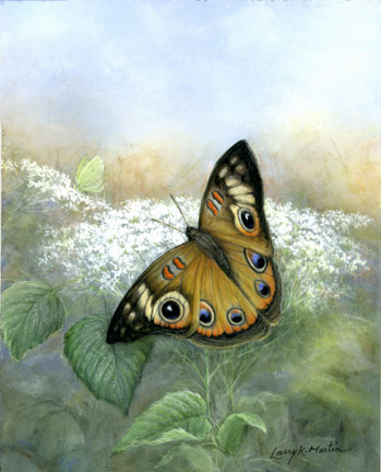 "Buckeye" Butterfly by American wildlife artist Larry K. Martin