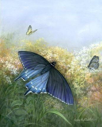 Pipevine Butterfly by American Wildlife artist Larry K Martin